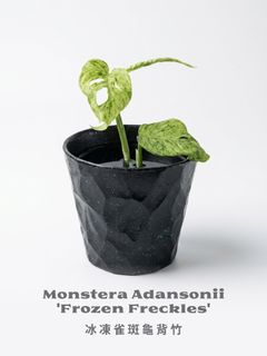 （分類：）位於 。 由 greennook 提交（商品編號 1453921657，圖片 1）。簡介： 。
