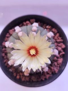 (Category: ) located in . Submitted by all4cactus (Listing ID 1452608194, Image 1). Description: .