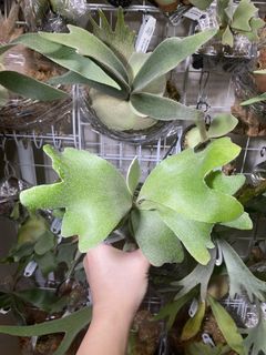 （分類：）位於 。 由 kinn_nn 提交（商品編號 1453891549，圖片 1）。簡介： 。