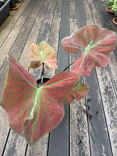 (Category: ) located in . Submitted by planteric (Listing ID 1453813639, Image 1). Description: .