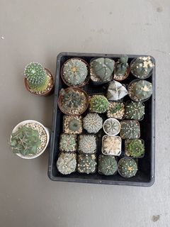 (Category: ) located in . Submitted by jackiecactus (Listing ID 1453279652, Image 1). Description: .