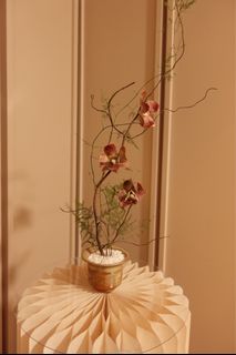 (Category: ) located in . Submitted by mickeyonplants (Listing ID 1453870610, Image 1). Description: .