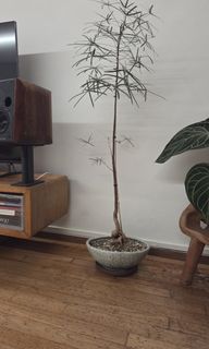 (Category: ) located in . Submitted by j.d.lee (Listing ID 1453953600, Image 1). Description: .