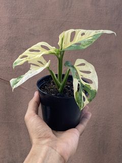 (Category: ) located in . Submitted by mostlyplants (Listing ID 1453955834, Image 1). Description: .
