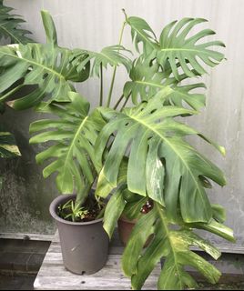 (Category: ) located in . Submitted by PlantsRanger (Listing ID 1453932149, Image 1). Description: .