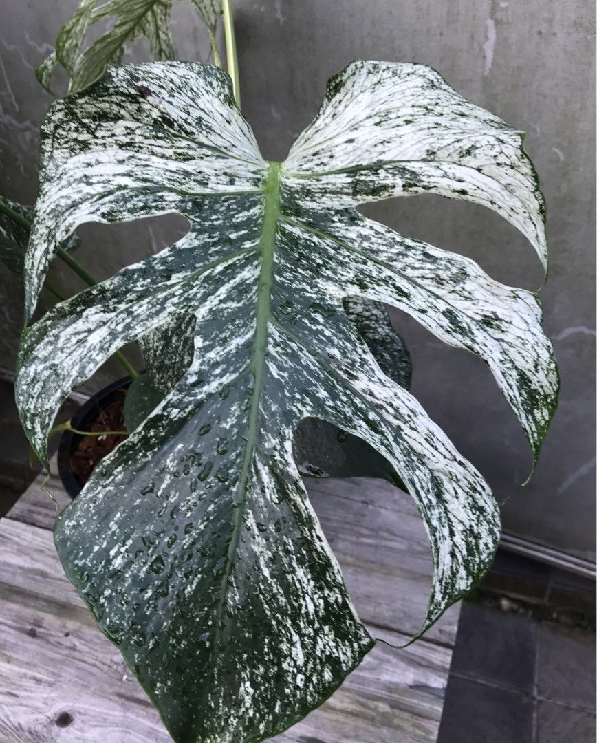 Monstera Devil (Category: Plants & Seeds) located in Singapore. Submitted by PlantsRanger (Listing ID 1453929419, Image 3). Description: Matured mother plant. Can propagate now.Very beautiful .Total 7 leaves. Large leaves. Top cut 4 leaves can be offered too. ($750).