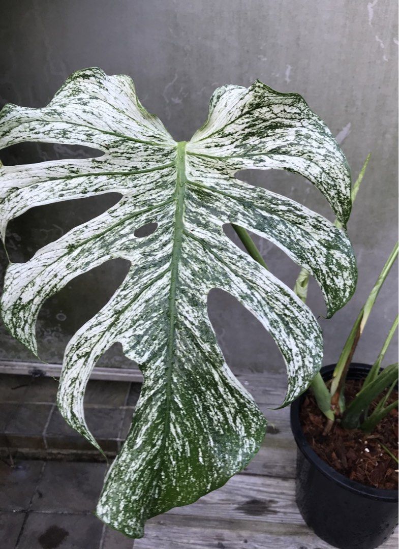 Monstera Devil (Category: Plants & Seeds) located in Singapore. Submitted by PlantsRanger (Listing ID 1453929419, Image 2). Description: Matured mother plant. Can propagate now.Very beautiful .Total 7 leaves. Large leaves. Top cut 4 leaves can be offered too. ($750).