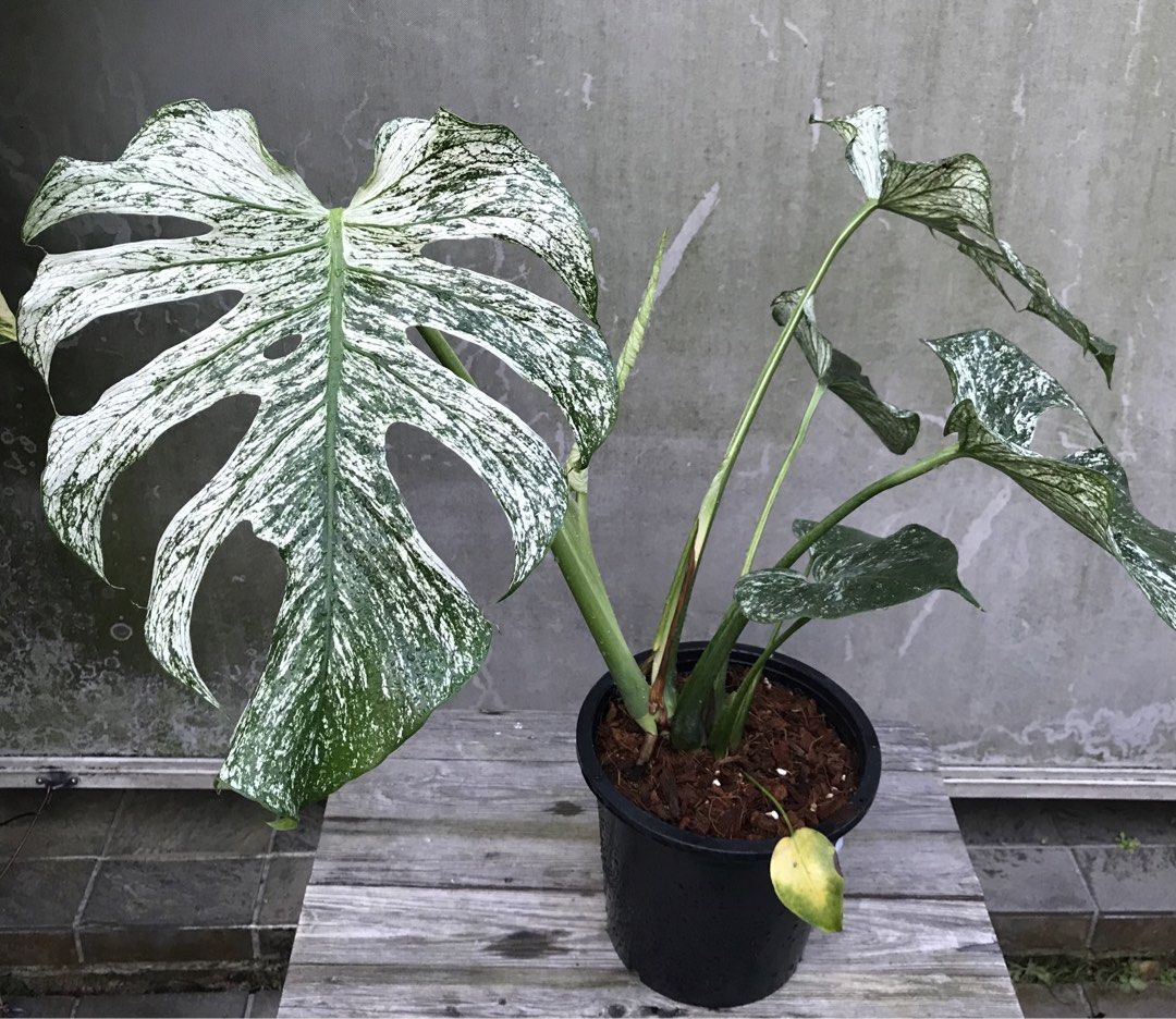Monstera Devil (Category: Plants & Seeds) located in Singapore. Submitted by PlantsRanger (Listing ID 1453929419, Image 1). Description: Matured mother plant. Can propagate now.Very beautiful .Total 7 leaves. Large leaves. Top cut 4 leaves can be offered too. ($750).