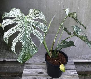 (Category: ) located in . Submitted by PlantsRanger (Listing ID 1453929419, Image 1). Description: .