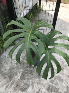 (Category: ) located in . Submitted by PlantsRanger (Listing ID 1453926386, Image 1). Description: .