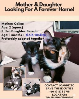 (Category: ) located in . Submitted by joannytt (Listing ID 1453822318, Image 1). Description: .