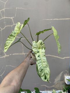 (Category: ) located in . Submitted by mostlyplants (Listing ID 1453892715, Image 1). Description: .