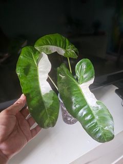 (Category: ) located in . Submitted by happygrowing (Listing ID 1453852054, Image 1). Description: .