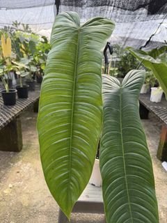 (Category: ) located in . Submitted by addicted2plants (Listing ID 1453833658, Image 1). Description: .