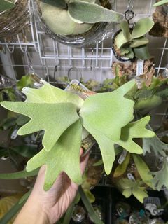 （分類：）位於 。 由 kinn_nn 提交（商品編號 1453891281，圖片 1）。簡介： 。