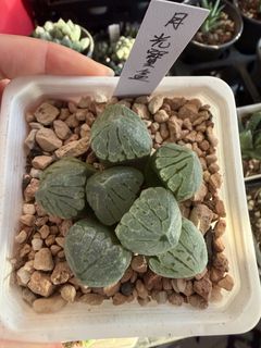 （分類：）位於 。 由 nana0308 提交（商品編號 1454109005，圖片 1）。簡介： 。