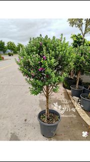 （分類：）位於 。 由 dreamplants 提交（商品編號 1454027005，圖片 1）。簡介： 。