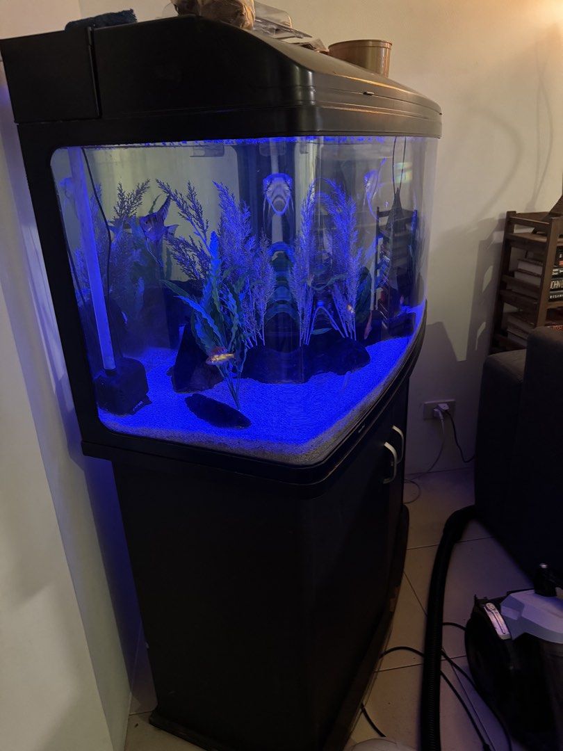 Aqua One Curved Front Fish Tank with Stand (Category: Homes & Other Pet Accessories) located in Taguig. Submitted by ge.yangson (Listing ID 1454042231, Image 2). Description: - Complete fish tank setup - Curved front glass tank - Matching black stand with storage (need minir repair) - Includes gravel, decorations, and artificial plants - Built-in blue LED lighting - Ready to add your fish!.