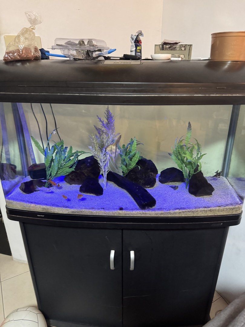 Aqua One Curved Front Fish Tank with Stand (Category: Homes & Other Pet Accessories) located in Taguig. Submitted by ge.yangson (Listing ID 1454042231, Image 1). Description: - Complete fish tank setup - Curved front glass tank - Matching black stand with storage (need minir repair) - Includes gravel, decorations, and artificial plants - Built-in blue LED lighting - Ready to add your fish!.