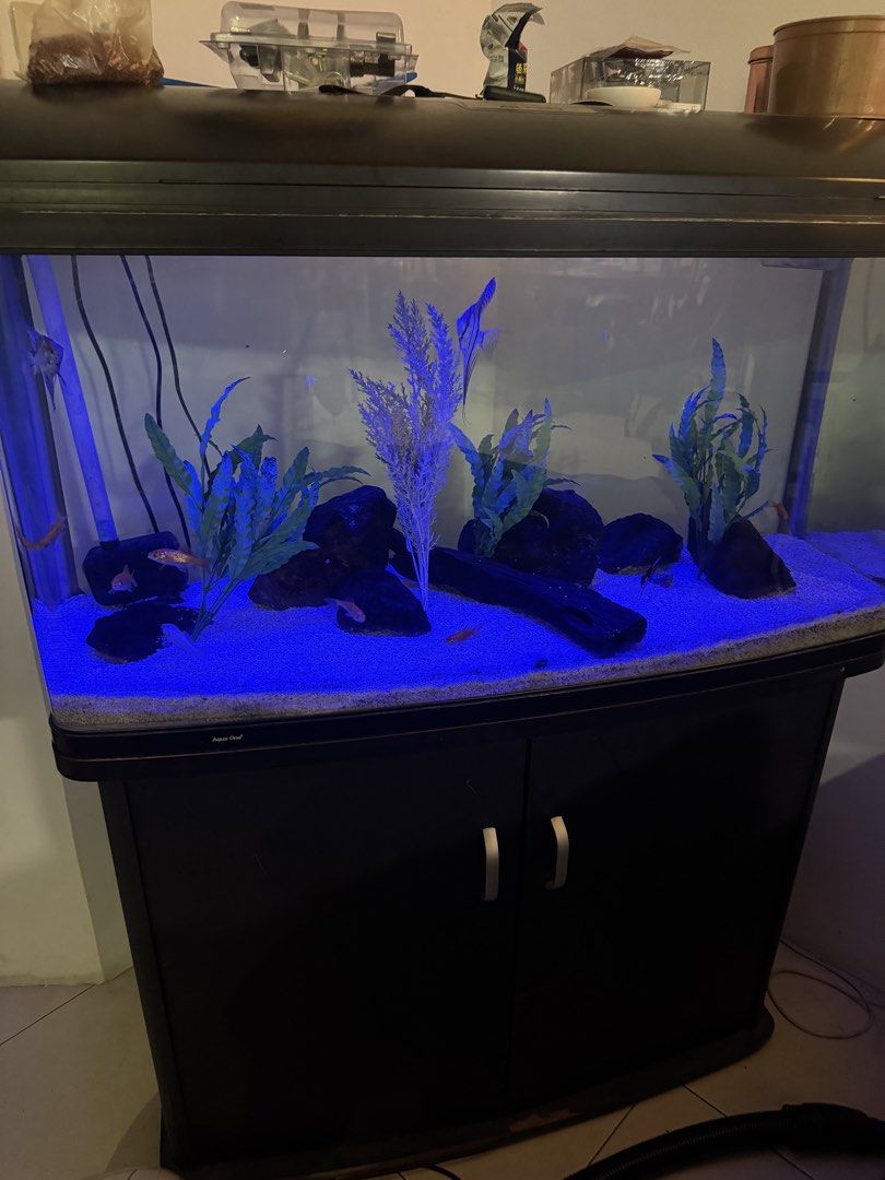 Aqua One Curved Front Fish Tank with Stand (Category: Homes & Other Pet Accessories) located in Taguig. Submitted by ge.yangson (Listing ID 1454042231, Image 3). Description: - Complete fish tank setup - Curved front glass tank - Matching black stand with storage (need minir repair) - Includes gravel, decorations, and artificial plants - Built-in blue LED lighting - Ready to add your fish!.