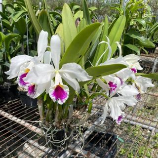 Cattleya Alliance  收藏品 1