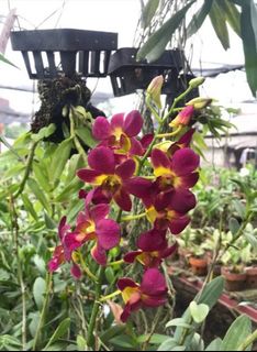 (Category: ) located in . Submitted by sindo.sg (Listing ID 1454096524, Image 1). Description: .