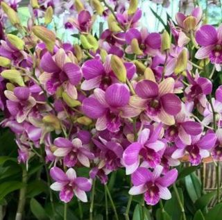 (Category: ) located in . Submitted by sindo.sg (Listing ID 1454094729, Image 1). Description: .