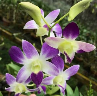 (Category: ) located in . Submitted by sindo.sg (Listing ID 1454092302, Image 1). Description: .