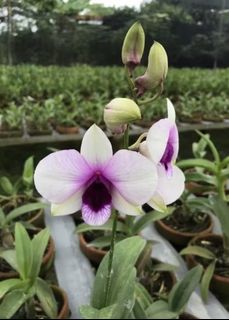 (Category: ) located in . Submitted by sindo.sg (Listing ID 1454092929, Image 1). Description: .