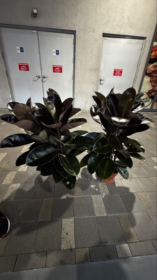 Healthy Rubber Plant (Ficus Elastica) (Category: Plants & Seeds) located in Las Pinas. Submitted by thestasher (Listing ID 1454081789, Image 1). Description: .