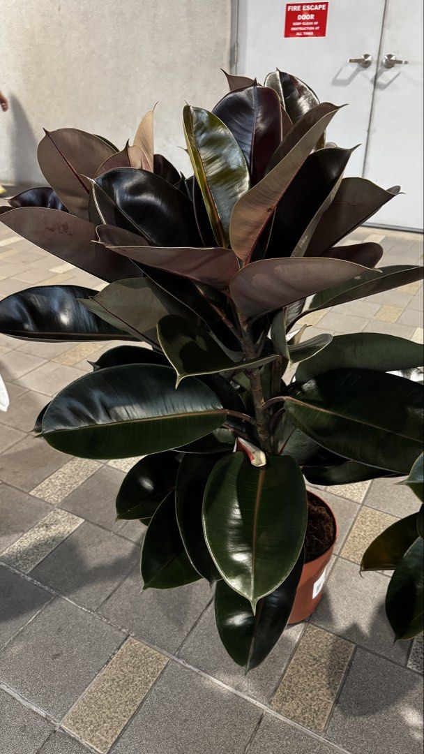 Healthy Rubber Plant (Ficus Elastica) (Category: Plants & Seeds) located in Las Pinas. Submitted by thestasher (Listing ID 1454081789, Image 3). Description: .