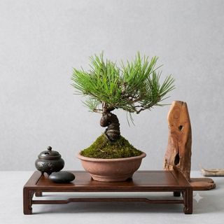(Category: ) located in . Submitted by hongmeiliu06 (Listing ID 1454106374, Image 1). Description: .