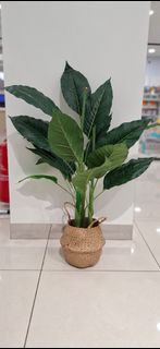 (Category: ) located in . Submitted by iris--- (Listing ID 1454128478, Image 1). Description: .