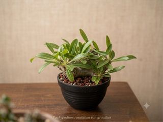 （分類：）位於 。 由 minioasis 提交（商品編號 1454108465，圖片 1）。簡介： 。