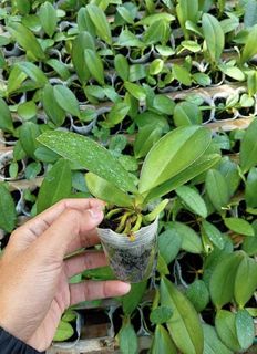 (Category: ) located in . Submitted by sindo.sg (Listing ID 1454055352, Image 1). Description: .