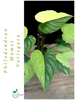 (Category: ) located in . Submitted by plantsman.sg (Listing ID 1454150139, Image 1). Description: .