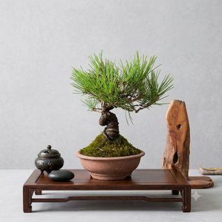 Bonsai  收藏品 1
