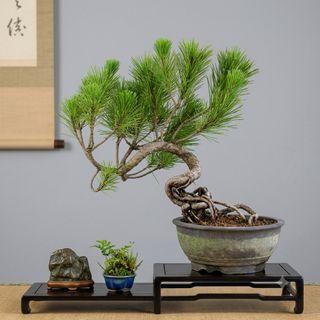 Bonsai  收藏品 2