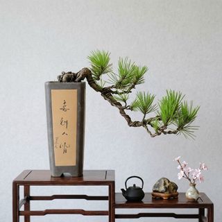 Bonsai  收藏品 3