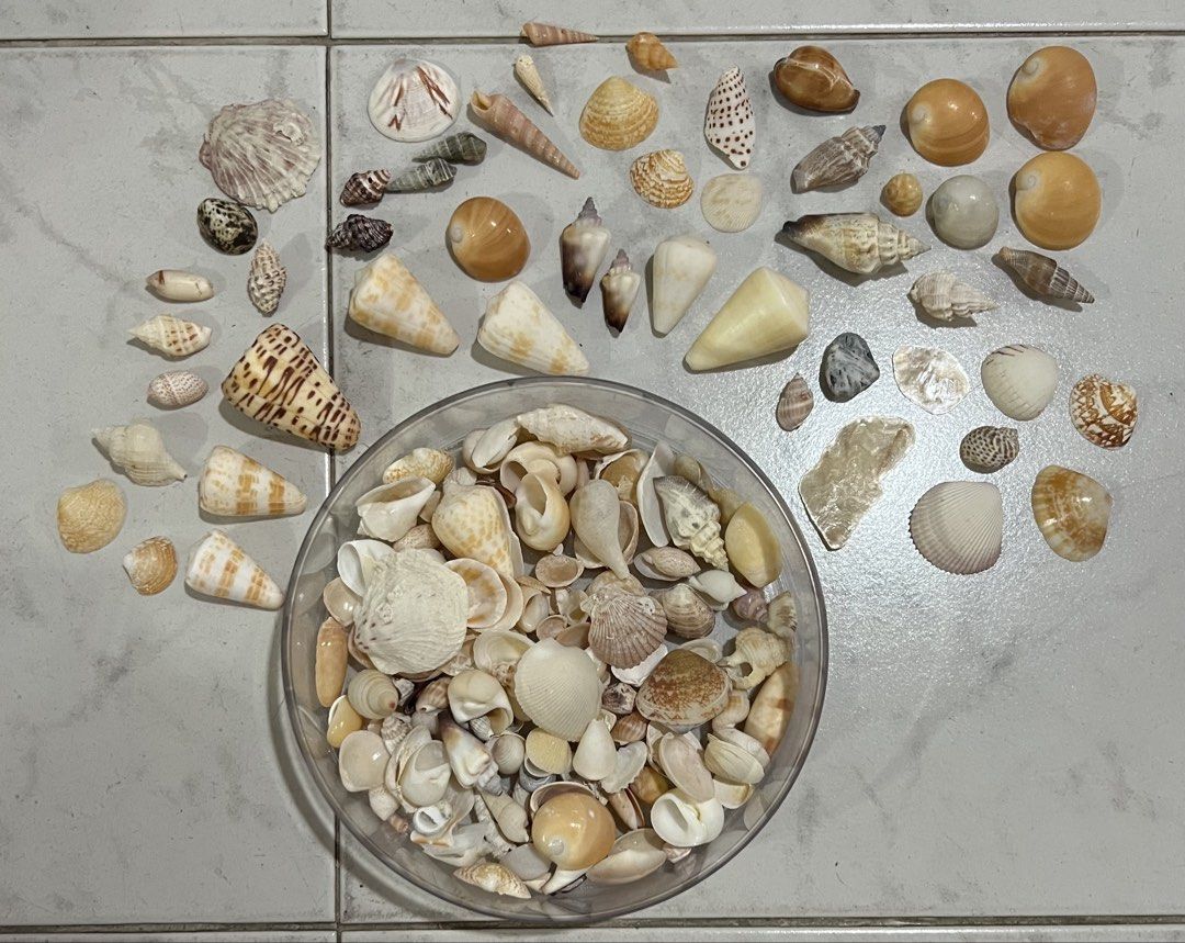 Seashells (Assorted) (Category: Gardening Tools & Ornaments) located in Singapore. Submitted by oel35 (Listing ID 1454090080, Image 1). Description: Assorted seashells for sale. Not for fussy buyers. Whole container of seashells for $10..