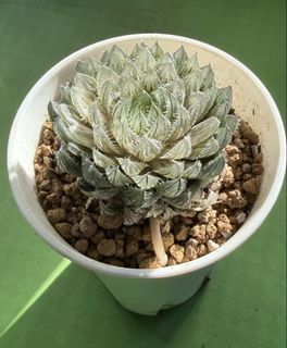 （分類：）位於 。 由 nana0308 提交（商品編號 1454271997，圖片 1）。簡介： 。