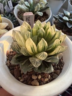 （分類：）位於 。 由 nana0308 提交（商品編號 1454266960，圖片 1）。簡介： 。