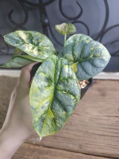 （分類：）位於 。 由 ching99013 提交（商品編號 1454299024，圖片 1）。簡介： 。