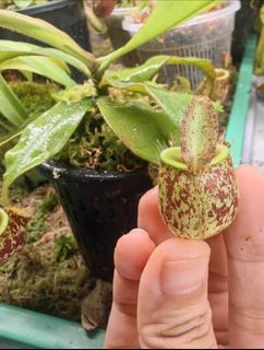 （分類：）位於 。 由 lcm2022 提交（商品編號 1454326865，圖片 1）。簡介： 。