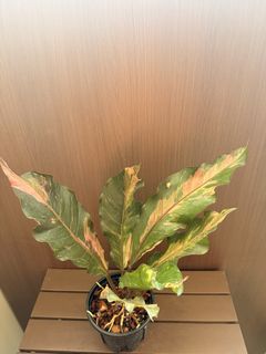 (Category: ) located in . Submitted by dmmetoreseve (Listing ID 1454253350, Image 1). Description: .