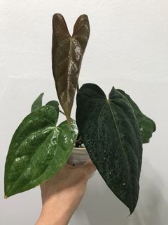 (Category: ) located in . Submitted by PlantsRanger (Listing ID 1454334946, Image 1). Description: .