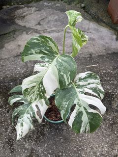 (Category: ) located in . Submitted by addicted2plants (Listing ID 1454198140, Image 1). Description: .