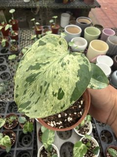 (Category: ) located in . Submitted by addicted2plants (Listing ID 1454200935, Image 1). Description: .