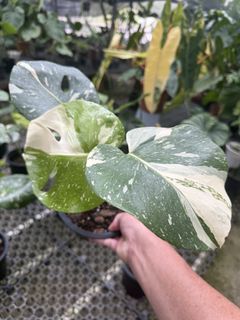 (Category: ) located in . Submitted by addicted2plants (Listing ID 1454201656, Image 1). Description: .