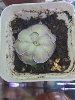 （分類：）位於 。 由 amy2174 提交（商品編號 1454203261，圖片 1）。簡介： 。